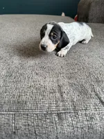 Bandit, a male Miniature Dachshund for sale in Mondovi, WI – 6 of 7