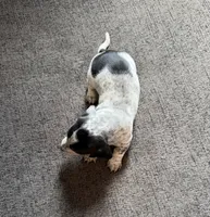 Bandit, a male Miniature Dachshund for sale in Mondovi, WI – 7 of 7