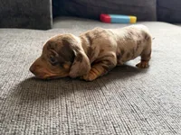Dottie , a female Miniature Dachshund for sale in Mondovi, WI – 4 of 4