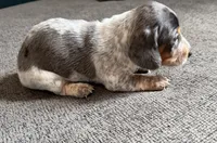 Skye, a female Miniature Dachshund for sale in Mondovi, WI – 5 of 5