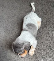Skye, a female Miniature Dachshund for sale in Mondovi, WI – 2 of 5