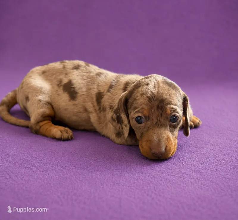 Dottie  – Miniature Dachshund puppy for sale in Mondovi, WI