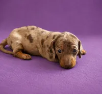 Dottie , a female Miniature Dachshund for sale in Mondovi, WI – 1 of 4