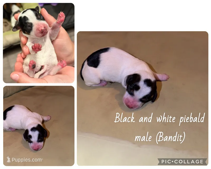 Bandit – Miniature Dachshund puppy for sale in Mondovi, WI
