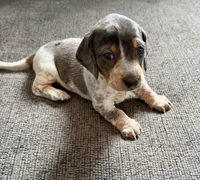 Skye, a female Miniature Dachshund for sale in Mondovi, WI – 4 of 5