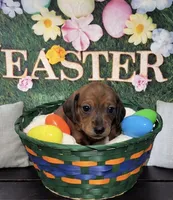 Rolo, a male Miniature Dachshund for sale in Mondovi, WI – Photo 1 of 4