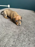 Rolo, a male Miniature Dachshund for sale in Mondovi, WI – Photo 4 of 4