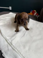 Rolo, a male Miniature Dachshund for sale in Mondovi, WI – Photo 3 of 4