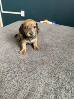 Rolo, a male Miniature Dachshund for sale in Mondovi, WI – Photo 2 of 4