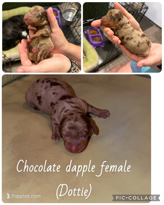 Dottie  – Miniature Dachshund puppy for sale in Mondovi, WI