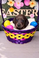 Avery, a female Miniature Dachshund for sale in Mondovi, WI – Photo 1 of 4