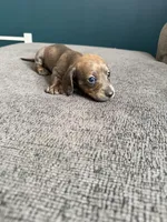 Avery, a female Miniature Dachshund for sale in Mondovi, WI – Photo 2 of 4