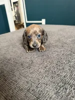 Avery, a female Miniature Dachshund for sale in Mondovi, WI – Photo 3 of 4