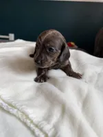 Avery, a female Miniature Dachshund for sale in Mondovi, WI – Photo 4 of 4