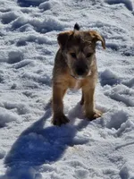 processed/dda73cde-61cd-4797-b22a-24782047e9ea/listing/9ef5b894-40e9-43ec-880c-70348875bdc4/5886be84-b909-4949-ba73-9ffca2507ed7