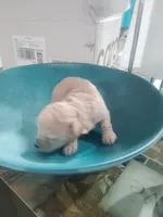 Maltipoo, a female Maltipoo for sale in Tampa, FL – 1 of 3