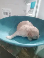 Maltipoo, a female Maltipoo for sale in Tampa, FL – 3 of 3
