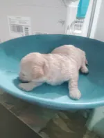 Maltipoo, a female Maltipoo for sale in Tampa, FL – 2 of 3