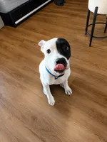 Shadow , a male American Pit Bull Terrier for sale in Poughkeepsie, NY – 4 of 5