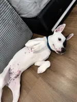 Shadow , a male American Pit Bull Terrier for sale in Poughkeepsie, NY – 5 of 5