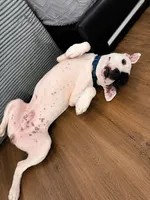 Shadow , a male American Pit Bull Terrier for sale in Poughkeepsie, NY – 3 of 5