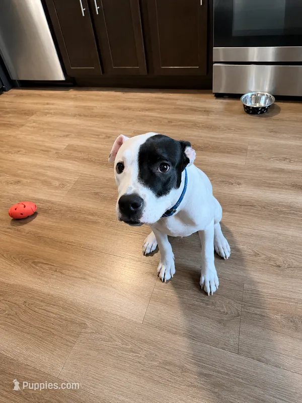 Shadow  – American Pit Bull Terrier puppy for sale in Poughkeepsie, NY