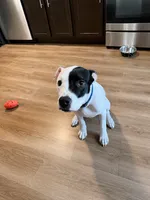 Shadow , a male American Pit Bull Terrier for sale in Poughkeepsie, NY – 1 of 5
