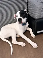 Shadow , a male American Pit Bull Terrier for sale in Poughkeepsie, NY – 2 of 5