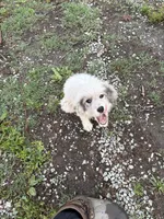 Rosco, a male Great Pyrenees for sale in Halifax, VA – 5 of 9