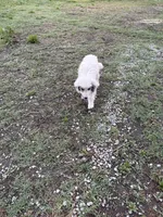 Ruby, a female Great Pyrenees for sale in Halifax, VA – 10 of 10