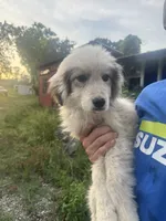 Rosco, a male Great Pyrenees for sale in Halifax, VA – 7 of 9