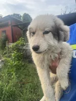 Ruby, a female Great Pyrenees for sale in Halifax, VA – 9 of 10