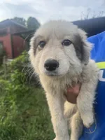 Ruby, a female Great Pyrenees for sale in Halifax, VA – 4 of 10