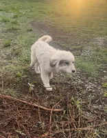 Rosco, a male Great Pyrenees for sale in Halifax, VA – 2 of 9