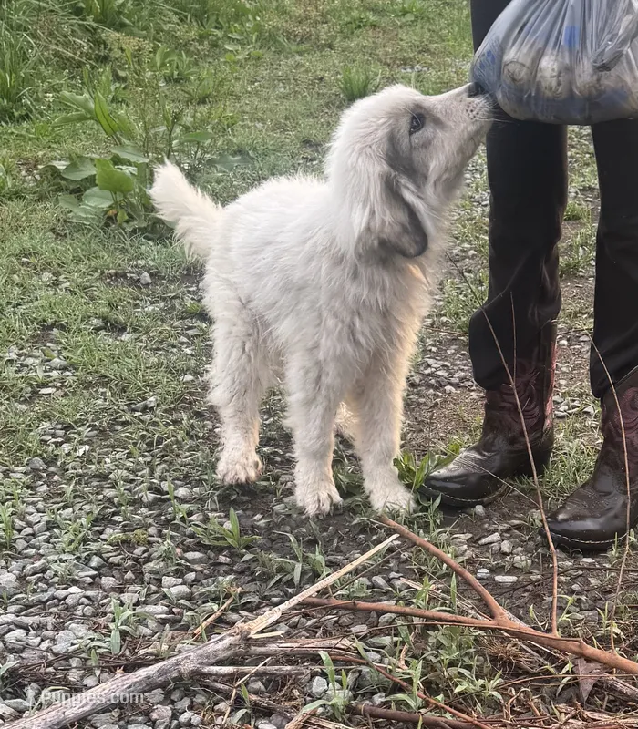 Rosco – Great Pyrenees puppy for sale in Halifax, VA