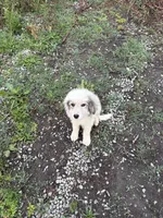 Rosco, a male Great Pyrenees for sale in Halifax, VA – 8 of 9