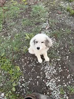 Rosco, a male Great Pyrenees for sale in Halifax, VA – 9 of 9
