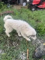 Ruby, a female Great Pyrenees for sale in Halifax, VA – 3 of 10