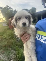 Ruby, a female Great Pyrenees for sale in Halifax, VA – 5 of 10