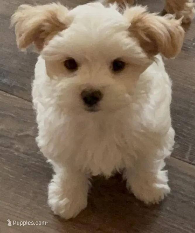 Angel – Poodle - Multi-Colored Standard, Morkie puppy for sale in Kimball, MN