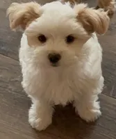 Angel, a female Poodle - Multi-Colored Standard and Morkie for sale in Kimball, MN – 1 of 6