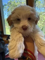 Angel, a female Poodle - Multi-Colored Standard and Morkie for sale in Kimball, MN – 2 of 6