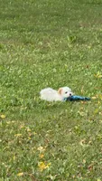 Angel, a female Poodle - Multi-Colored Standard and Morkie for sale in Kimball, MN – 4 of 6