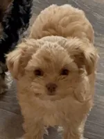Tammy, a female Poodle - Multi-Colored Standard and Morkie for sale in Kimball, MN – 2 of 4