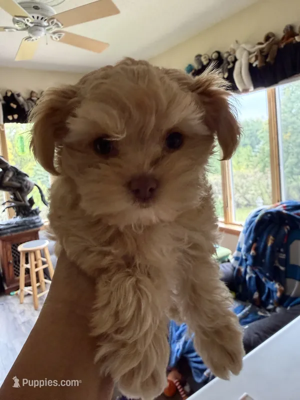 Tammy – Poodle - Multi-Colored Standard, Morkie puppy for sale in Kimball, MN
