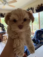 Tammy, a female Poodle - Multi-Colored Standard and Morkie for sale in Kimball, MN – 1 of 4