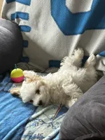 Angel, a female Poodle - Multi-Colored Standard and Morkie for sale in Kimball, MN – 3 of 6