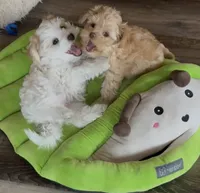 Tammy, a female Poodle - Multi-Colored Standard and Morkie for sale in Kimball, MN – 4 of 4