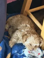 Tammy, a female Poodle - Multi-Colored Standard and Morkie for sale in Kimball, MN – 3 of 4