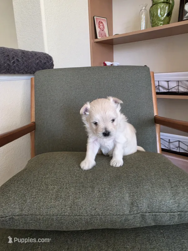 Pinky  – Maltipom puppy for sale in Denver, CO